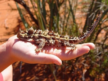 Moluchus-Horridus-in-Hand - in-hand, moluchus-horridus, cool, picture