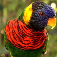 Colorful Parrot