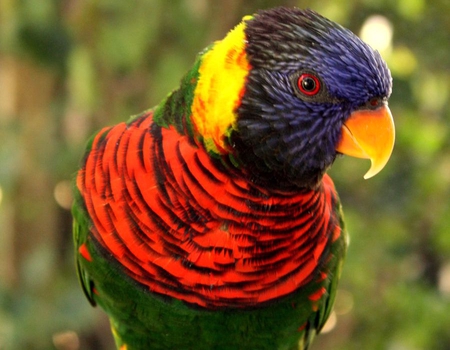 Colorful Parrot - colorful, picture, beautiful, parrot