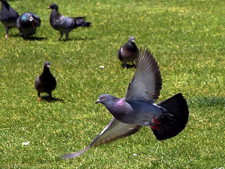 Flying-Pigeon - cool, pigeon, flying, picture