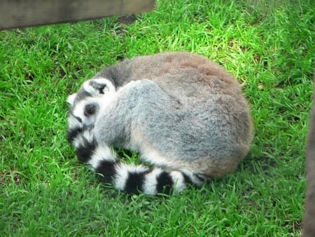 Sleeping-Lemur-On-Grass - lemur, cool, picture, on-grass, sleeping