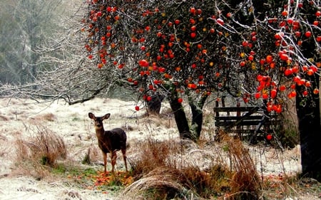 Beautiful Scenery - nature, scenery, animals, beautiful