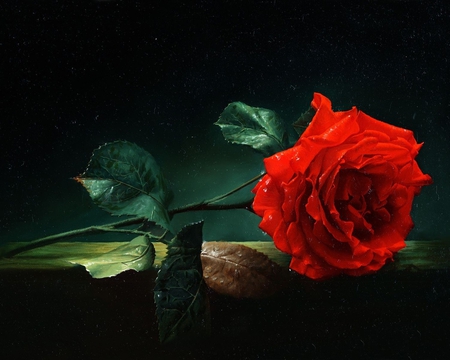 Six Silent Tears - beautiful, photography, alone, beauty, lovely, photo, fallen, flower, nature, red, rose