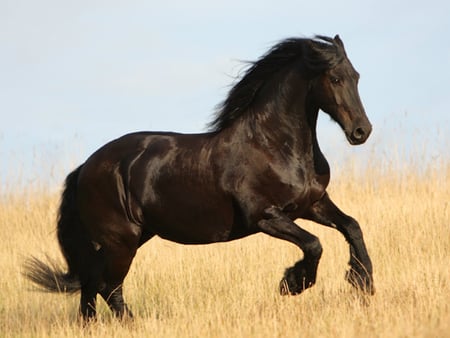 friese:) - horses