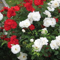 Red and White Roses.