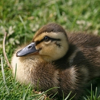 Cute Duckling
