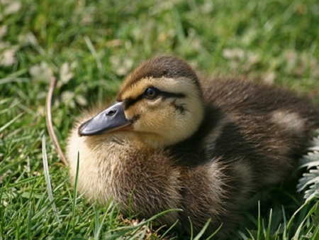 Cute Duckling - duckling, cute, photo, baby, ducks