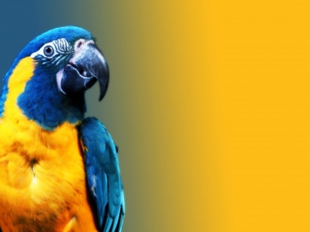 Parrot - colorful, birds, parrot, photo, animals