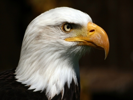 Bald Eagle - eagle, bald, america, photo, wildlife