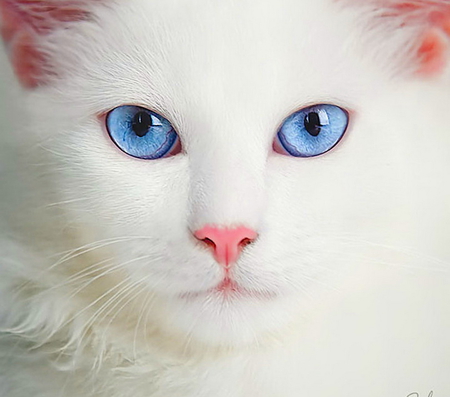 For Carmen - white, pink ears, pink nose, cat, blue eyes