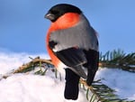 Bullfinch