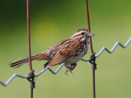 Song sparrow. - wire, sparrow, perch, bird