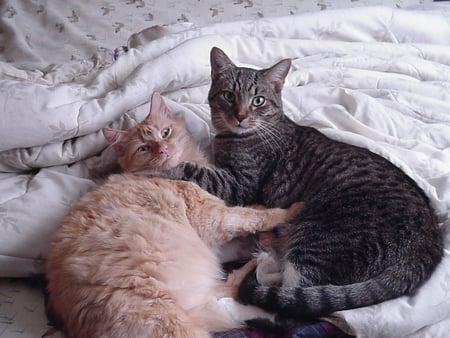 Beautiful cats. - animal, cat, friend, blanket