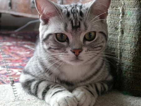 American Shorthair Cat. - animal, cat, shorthair, kitten