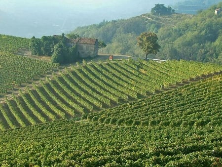 Vineyards in Piedmont, Italy - sky, vine, italy, yard