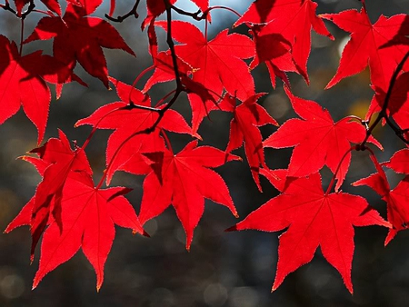 Autumn Red - red, leaves, trees, autumn