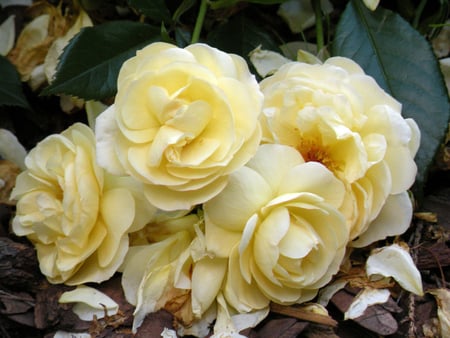 Roses - nature, bouquet, rose, flower