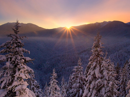 Sunset - field, tree, sunset, nature, mountain