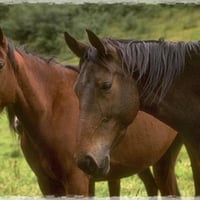 Pasture Pals - Horses 