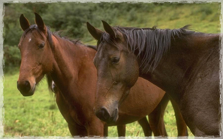 Pasture Pals - Horses  - equine, animal, photography, pasture, photo, horse, wide screen