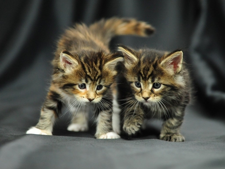 Kittens - animal, kitten, cat, sweet, feline