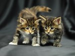 Kittens