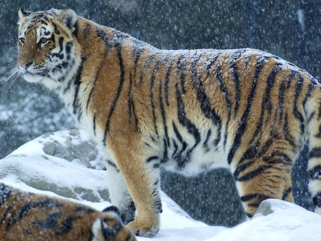 Tiger - feline, animal, tiger, snow