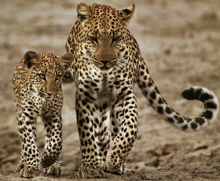 Leopard Pair 2 - wildlife, leopard, animal, photo, cat, photography, feline