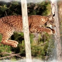 Lynx in Flight 1