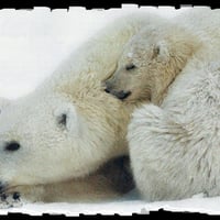 Sleeping Polar Bears F