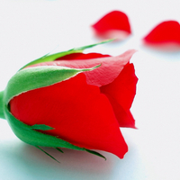 Red Rose Petal