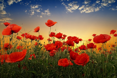 Poppies - clouds, poppies, blue, sunshine, beauty, flowers, nature, red, green, field, sun, sky