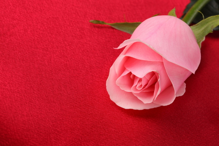 Pink Rose - beautiful, photography, beauty, lovely, photo, flower, pink, fresh, nature, red, rose