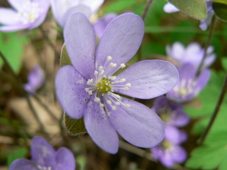 LITTLE BIT OF PURPLE - flower, purple, petals, plant