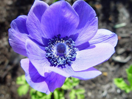 LITTLE BLUE FLOWER - flower, purple, petals, plant