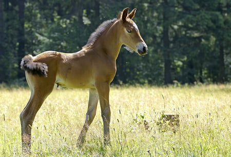 CUTE LITTLE MALE FOAL - equine, foal, brown, cute, little, horse