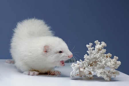 WHITE FERRET AND WHITE CORAL - ferret, rodent, pet, coral, white, animal, wildlife