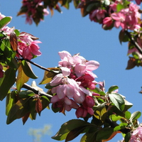 BEAUTIFUL BLOSSOMS