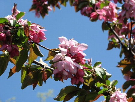 BEAUTIFUL BLOSSOMS - beautiful, blooms, blossoms, tree