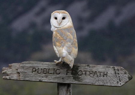 THIS WAY PLEASE - wildlife, feathers, sign, owl, flight, bird