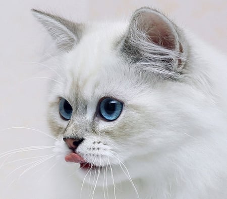 WHITE FACE,BLUE EYE'S AND PINK TONGUE - tongue, cat, eyes, feline, kitten, white, face, pink, blue