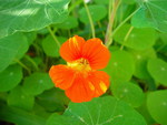 ORANGE NASTURTIUM