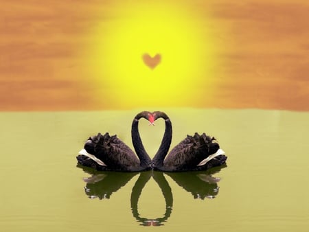 Black Swans - swan, animals, black, 3d, birds