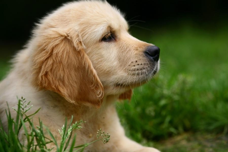 CUTE PUPPY FACE - retriever, face, puppy, canine, labradore, pup