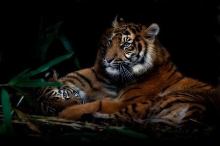 MOTHER AND CUB - wildlife, cub, feline, mother, tigers