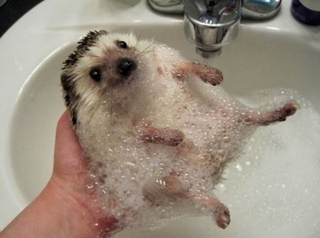 BATHING A HEDGEHOG - soap, hedgehog, baby, bath