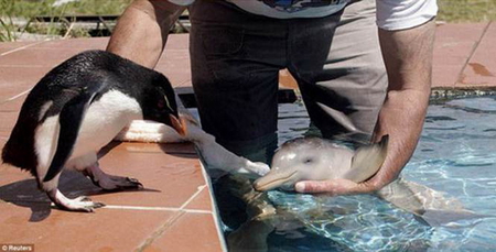 PENGUIN MEETING BABY DOLPHIN - dolphin, meeting, baby, penguin