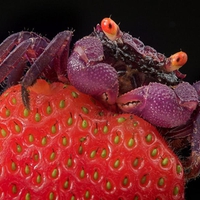 PURPLE CRAB ON STRAWBERRY