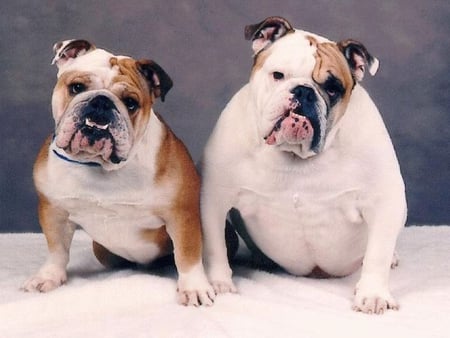 TWO BULL DOGS