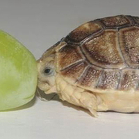 BABY TURTLE AND GRAPE